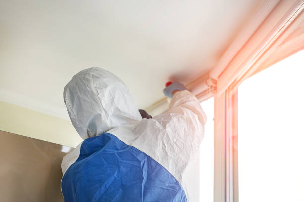 Best Basement Mold Removal  in Mvell, AR